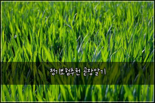 정기보험추천 곧장알기