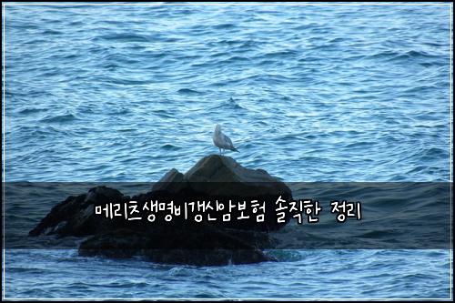 메리츠생명비갱신암보험 솔직한 정리