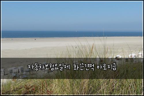 자동차보험요일제 화끈견적 바로지금
