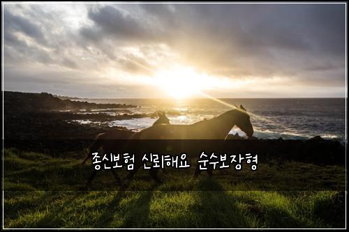 종신보험 신뢰해요  순수보장형 
