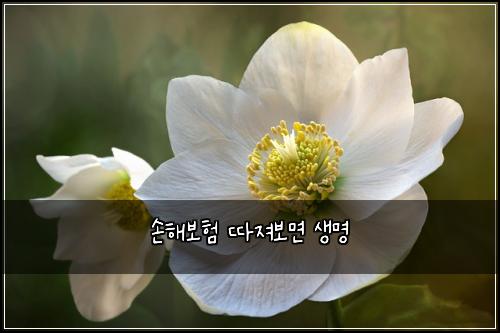손해보험 따져보면  생명