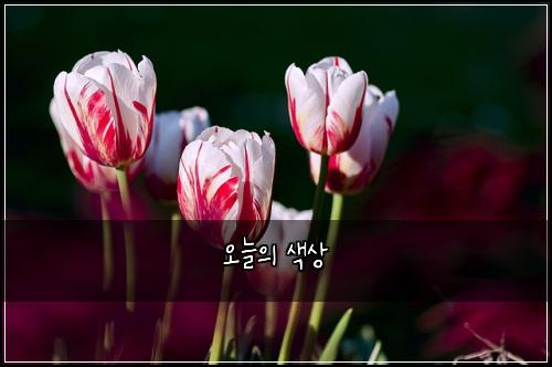 오늘의 색상