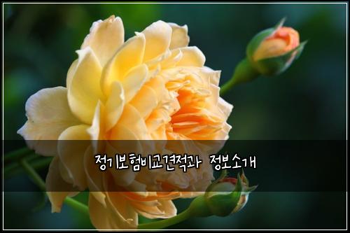 정기보험비교견적과 정보소개