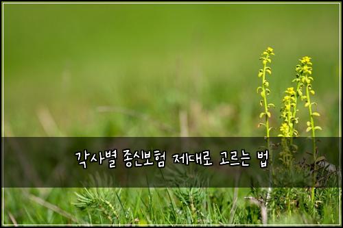 각사별 종신보험 제대로 고르는 법