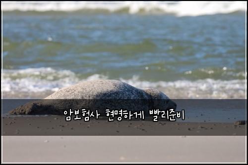 암보험사 현명하게 빨리준비