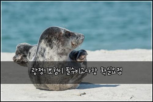 랑정기보험이 필수비교사항 확실요점