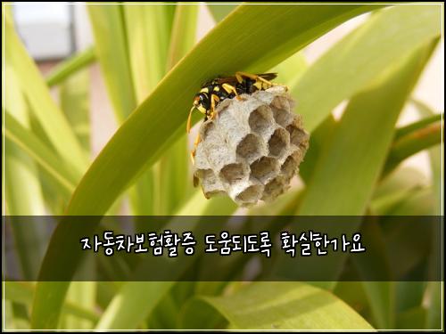 자동차보험활증 도움되도록 확실한가요