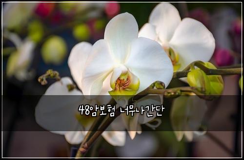 48์๋ณดํ ๋๋ฌด๋๊ฐ๋จ