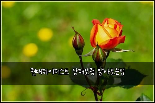 ํ๋ํ์ดํผ์คํธ ์ํด๋ณดํ ์์๋ณด๋๋ฒ