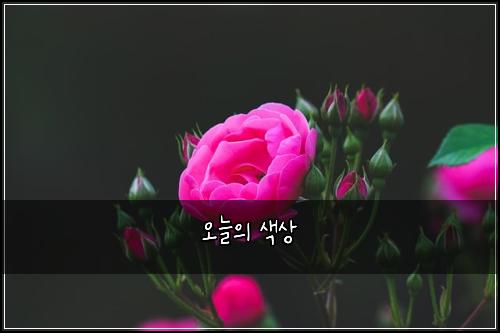 오늘의 색상