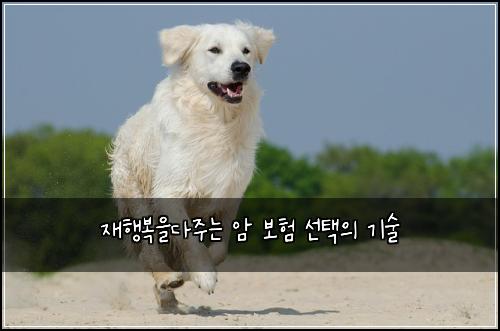 재행복을다주는 암 보험 선택의 기술