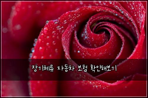 장기체류 자동차 보험 확인해보기 