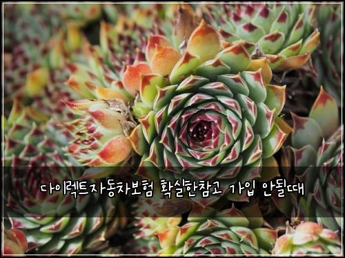 다이렉트자동차보험 확실한참고  가입 안될때