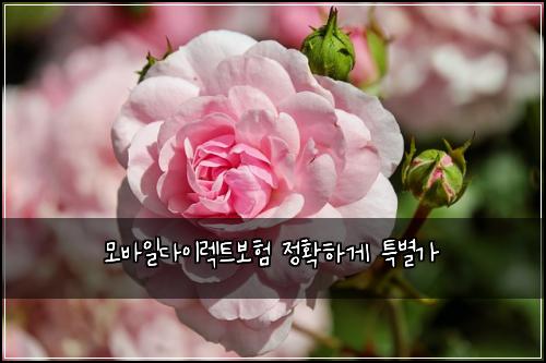 모바일다이렉트보험 정확하게  특별가