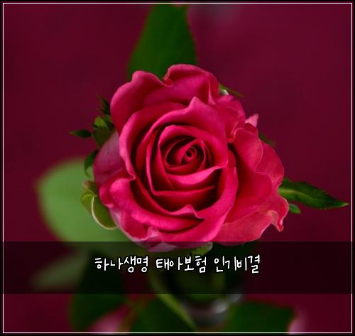 하나생명 태아보험 인기비결 
