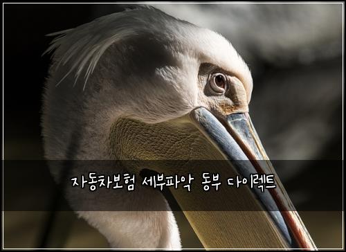 자동차보험 세부파악  동부 다이렉트