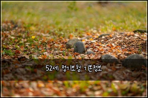 52세 정기보험 기본정보 