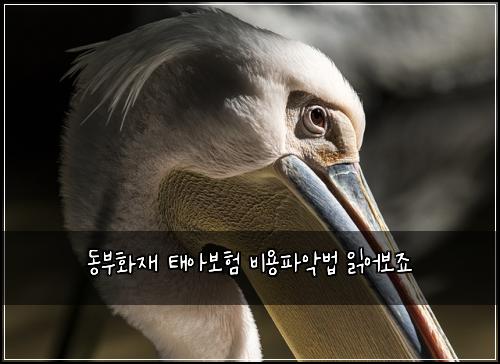 동부화재 태아보험 비용파악법  읽어보죠