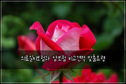 ์๋ฃ์ค๋น๋ณดํ๊ณผ ์๋ณดํ ๋น๊ต๊ฒฌ์ ๋ง์ถค์๋ น