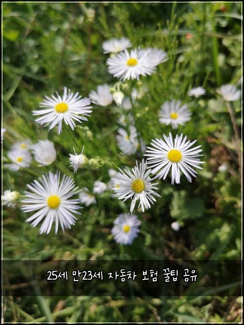 25세 만23세 자동차 보험 꿀팁 공유