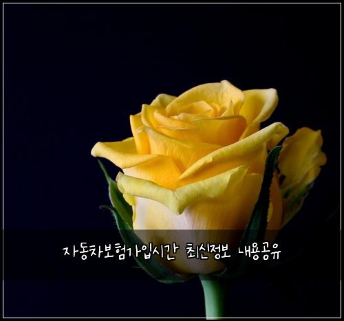 자동차보험가입시간 최신정보 내용공유