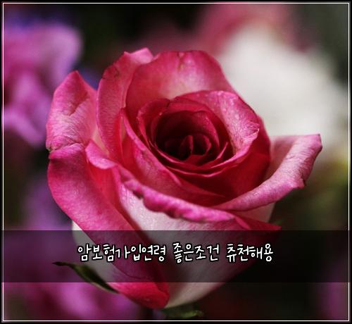 ์๋ณดํ๊ฐ์
์ฐ๋ น ์ข์์กฐ๊ฑด ์ธ์ฒํด์ฉ