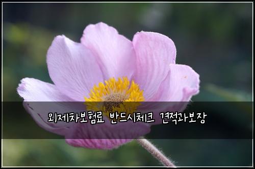 외제차보험료 반드시체크 견적과보장