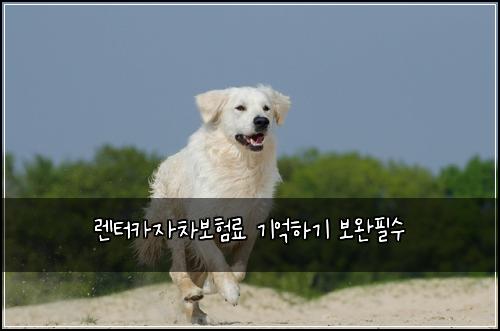 렌터카자차보험료 기억하기 보완필수