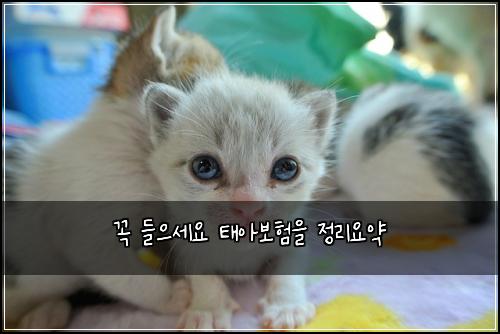 꼭 들으세요 태아보험을 정리요약