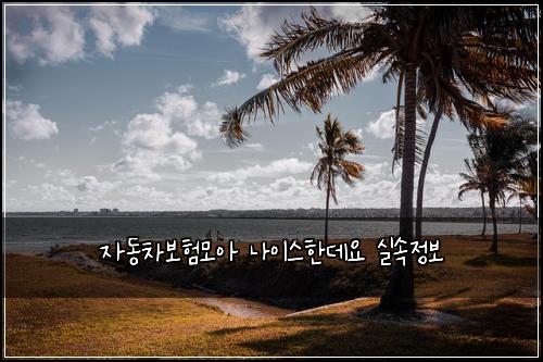 자동차보험모아 나이스한데요 실속정보