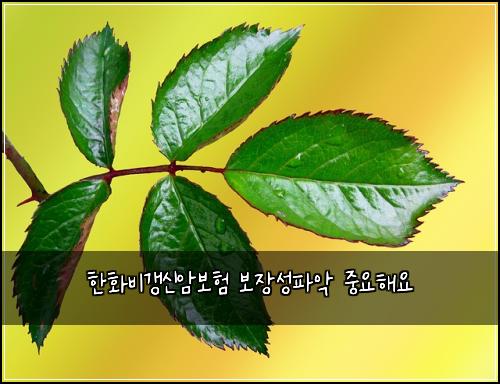 한화비갱신암보험 보장성파악  중요해요