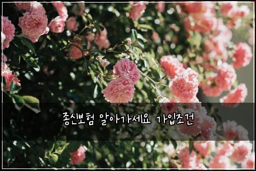 종신보험 알아가세요  가입조건