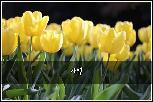 새벽