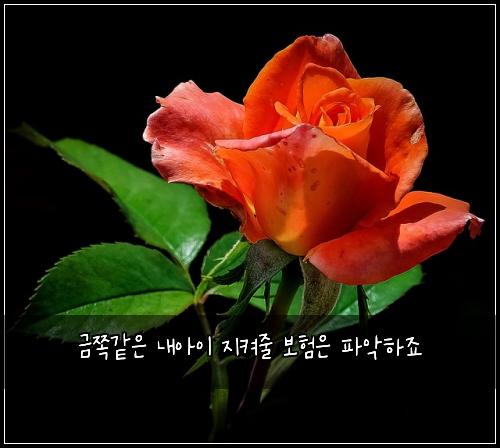 ๊ธ์ชฝ๊ฐ์ ๋ด์์ด ์ง์ผ์ค ๋ณดํ์ ํ์
ํ์ฃ