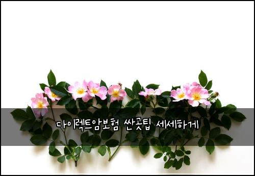 다이렉트암보험 싼곳팁  세세하게