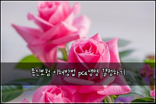 종신보험 이해방법  pca생명 결정하기