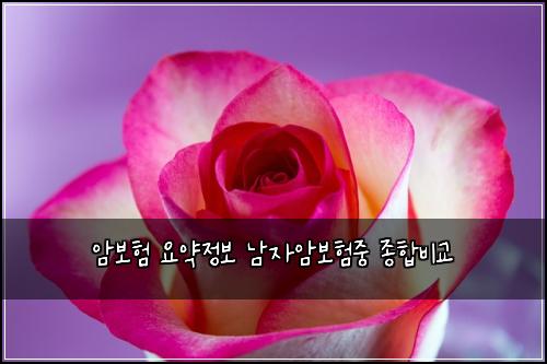 암보험 요약정보 남자암보험중 종합비교