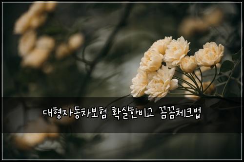대형자동차보험 확실한비교  꼼꼼체크법