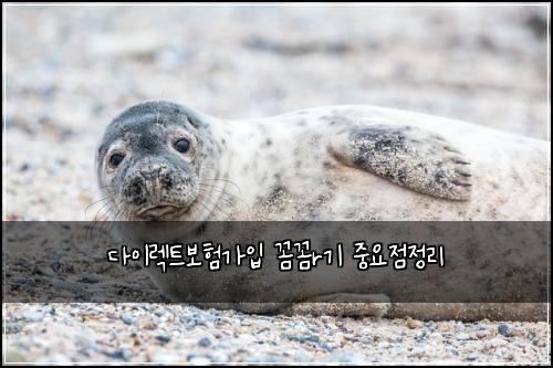 다이렉트보험가입 꼼꼼r기 중요점정리