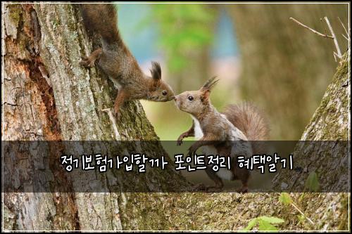 정기보험가입할까 포인트정리 혜택알기
