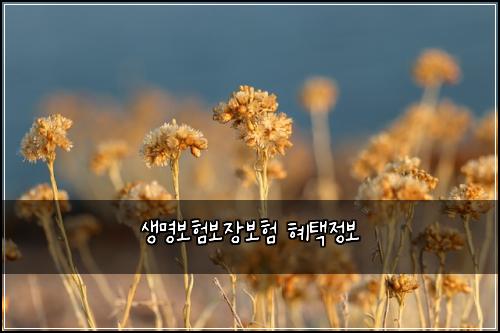 생명보험보장보험 혜택정보