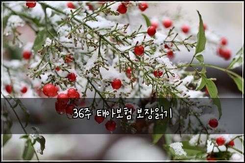 36주 태아보험 보장읽기 