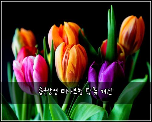 흥국생명 태아보험 탁월  계산
