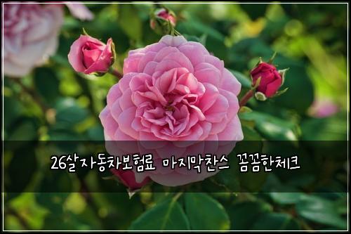 26์ด์๋์ฐจ๋ณดํ๋ฃ ๋ง์ง๋ง์ฐฌ์ค ๊ผผ๊ผผํ์ฒดํฌ