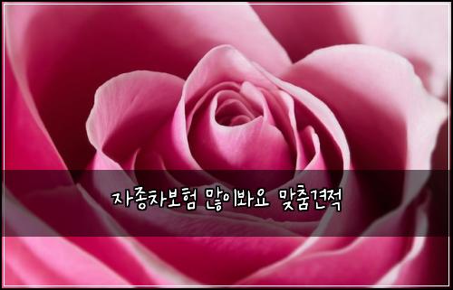 자종차보험 많이봐요  맞춤견적