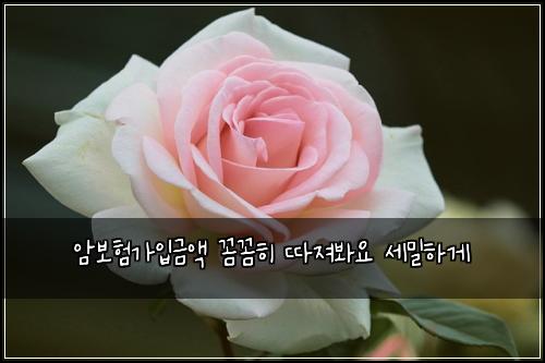 암보험가입금액 꼼꼼히 따져봐요 세밀하게