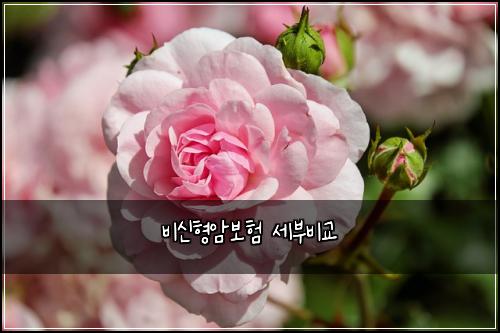 비신형암보험 세부비교 