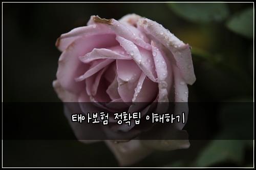 태아보험 정확팁  이해하기