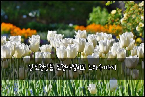 암보험상품 보험사별비교 노하우까지