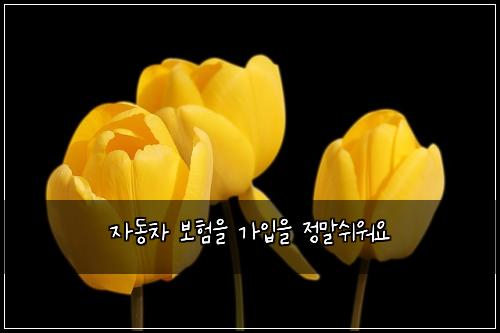 자동차 보험을 가입을 정말쉬워요